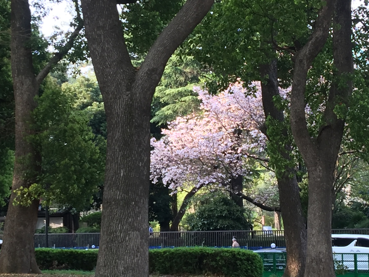 5 – Tokyo – Por fim, as cerejeiras.